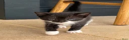 Mixed Breed cats for sale: Beautiful kittens  - Advert 5