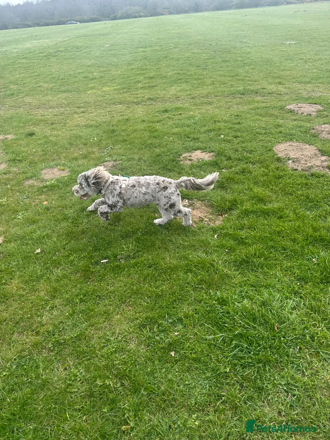 Cockapoo dogs for sale: 9 Month Cockapoo  in Thetford - Advert 3