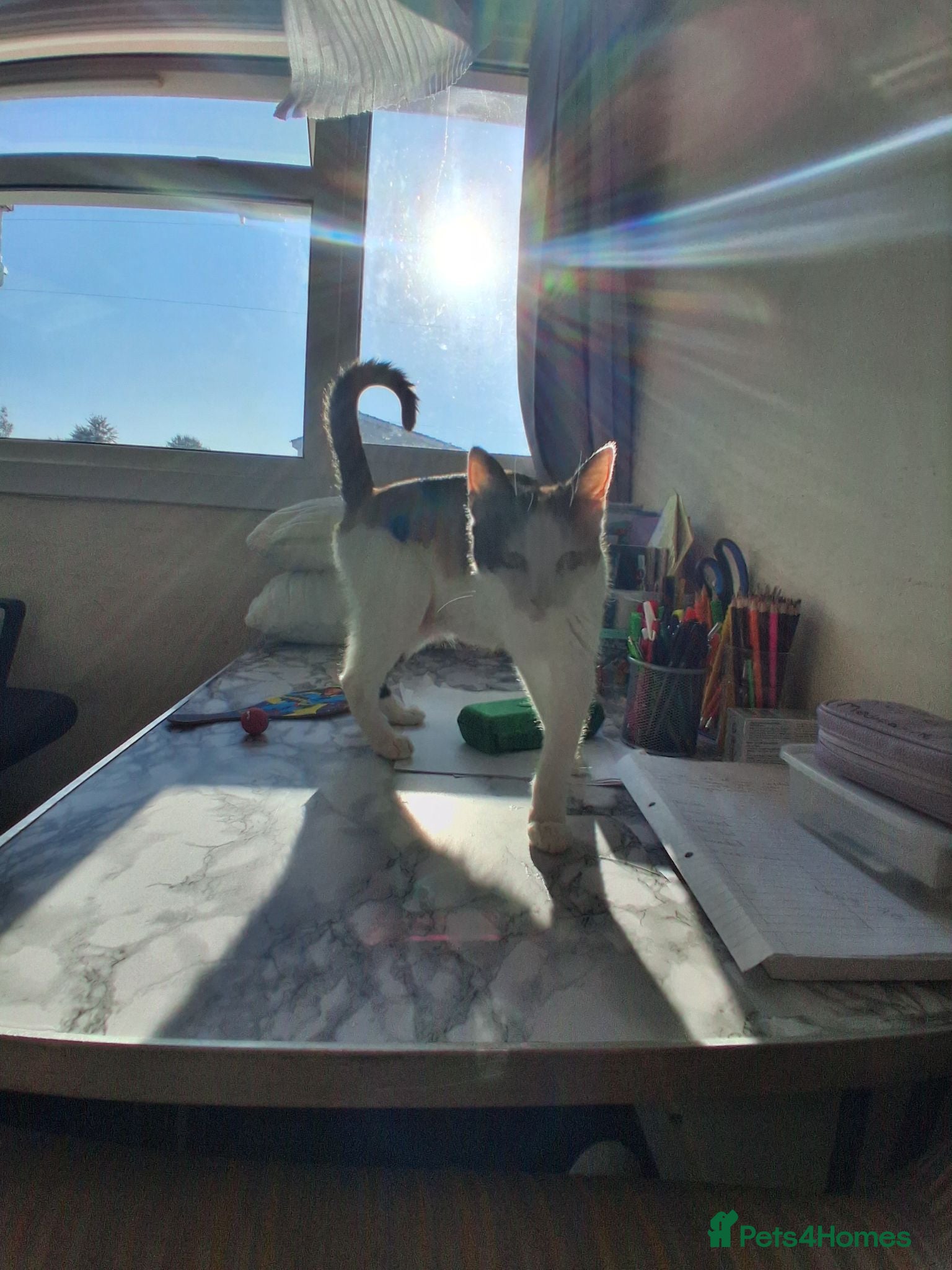Mixed Breed cats £20 Male tabby kitten 9weeks old - Advert 2