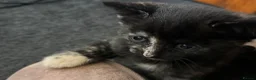 Mixed Breed cats for sale: Female kitten  - Advert 7