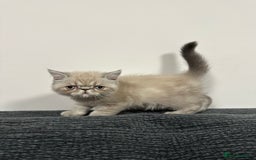 Persian cats for sale: ⭐️ Exceptional Persian x Exotic Kittens ⭐️ - Advert 9