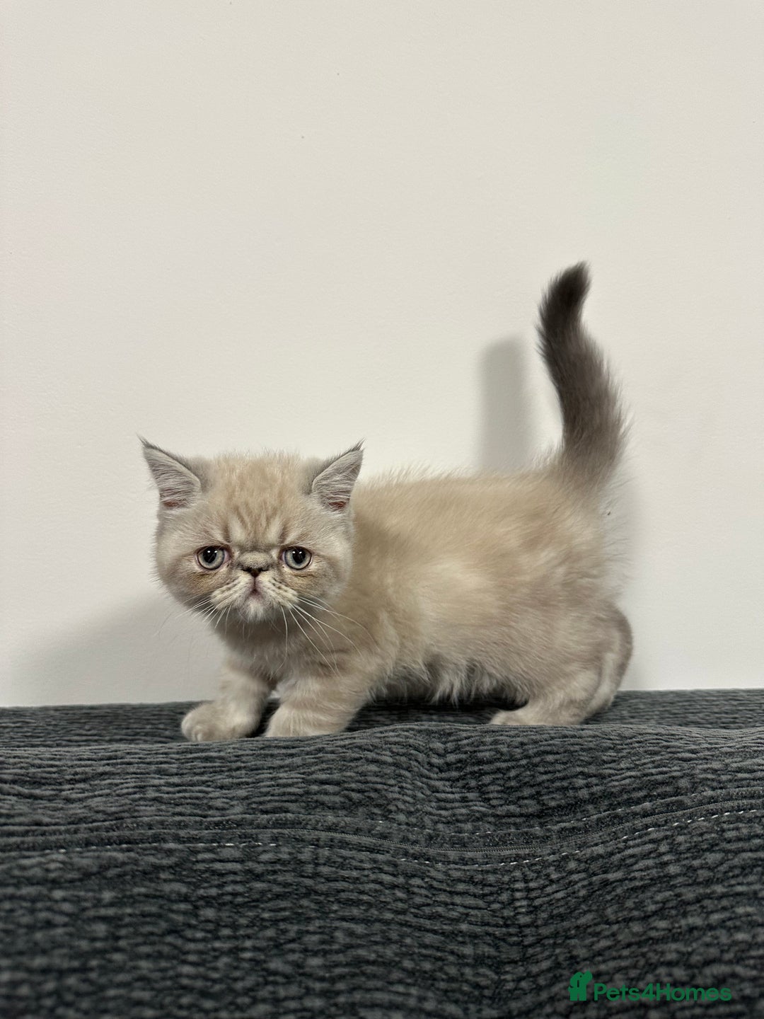 Persian cats for sale: ⭐️ Exceptional Persian x Exotic Kittens ⭐️ - Advert 9