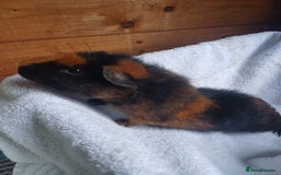 Guinea Pig rodents for sale: Male guinea pigs 7 weeks - Image 4