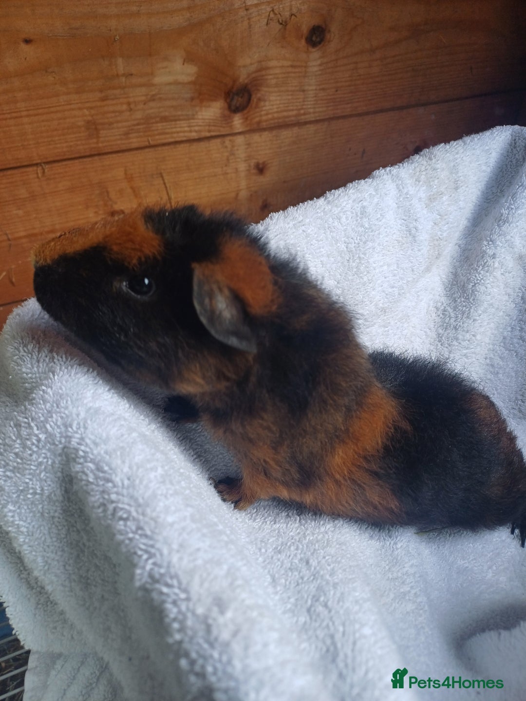 Guinea Pig rodents for sale: Male guinea pigs 7 weeks - Image 4