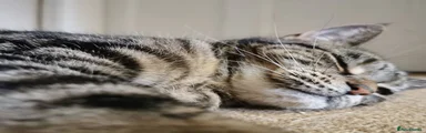 Domestic Shorthair 1