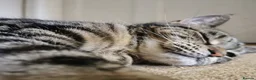 Domestic Shorthair cats for sale: Loving, playful Olive, needs a new home in Perth - Advert 2