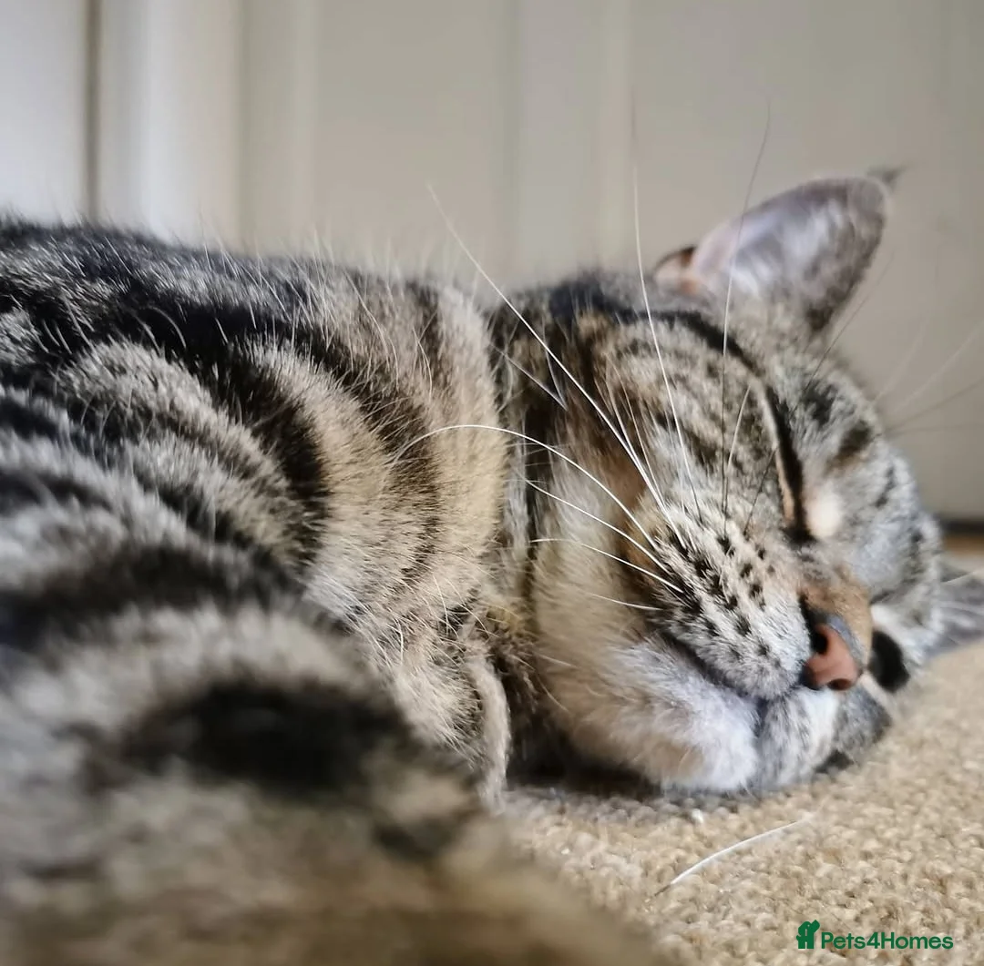 Domestic Shorthair cats for sale: Loving, playful Olive, needs a new home in Perth - Advert 2