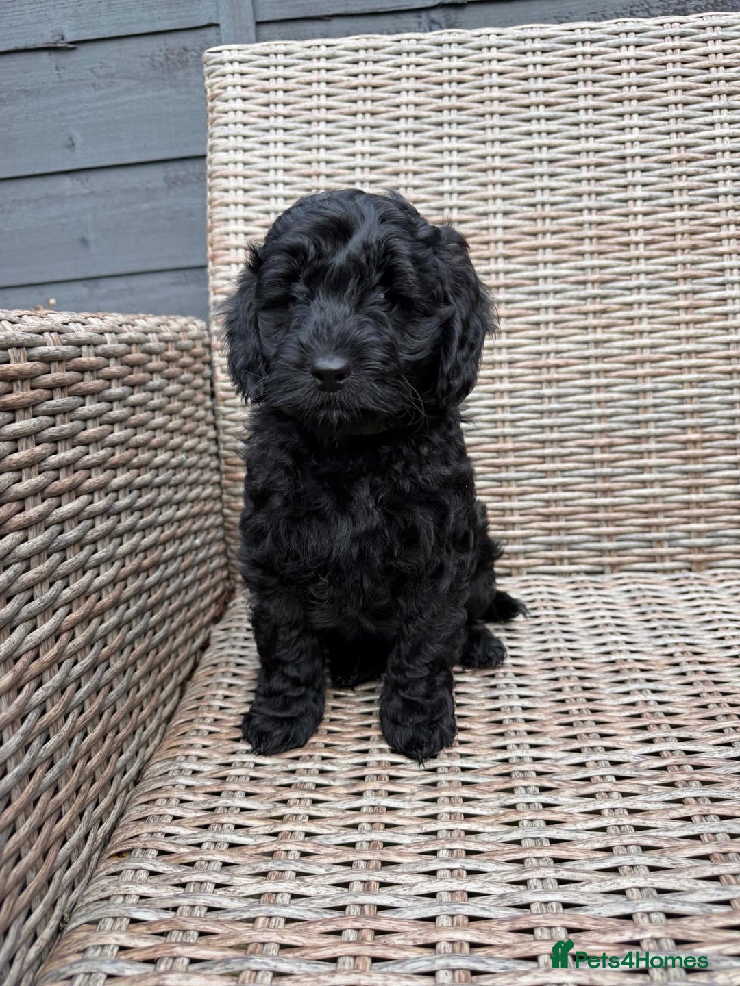 Cockapoo dogs for sale: F1b Cockapoo Puppies (One boy left) - Advert 23