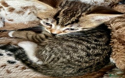 Bengal cats for sale: *1 Sold* 6wks old Sparkly Little Bengal X Kittens in Dorking - Image 7