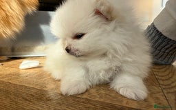 Pomeranian dogs for sale: KC Reg show quality Poms, 5 🌟 homes Only - Image 19