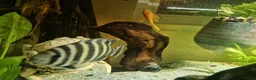 Cichlids fish for sale: Tiger Tilapia, Mascara Barb, Yellow Brislenose - Advert 2