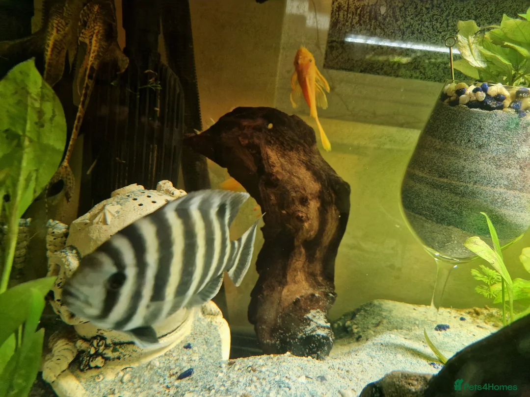 Cichlids fish for sale: Tiger Tilapia, Mascara Barb, Yellow Brislenose - Advert 2
