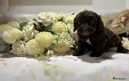 Cockapoo dogs for sale: Beautiful Cockapoo puppies  - Image 3