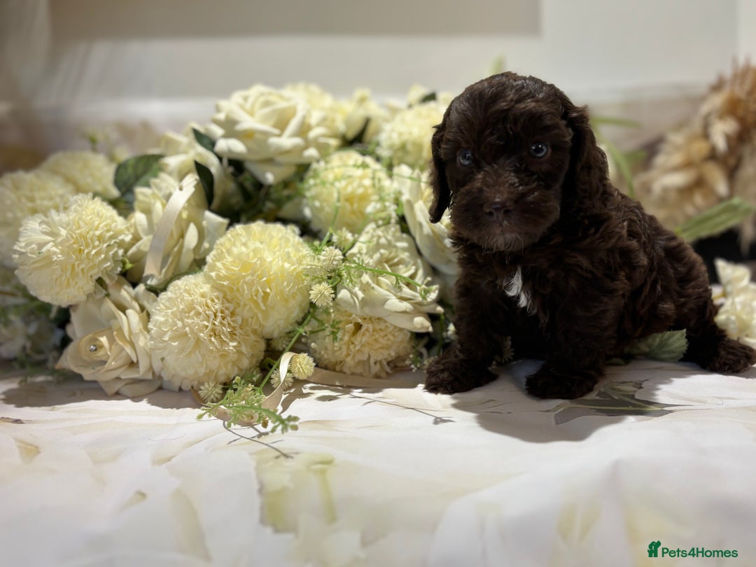 Cockapoo dogs for sale: Beautiful Cockapoo puppies  - Image 3