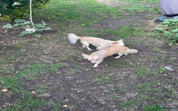 Chihuahua dogs for sale: 6 month old lovable puppy - Image 1