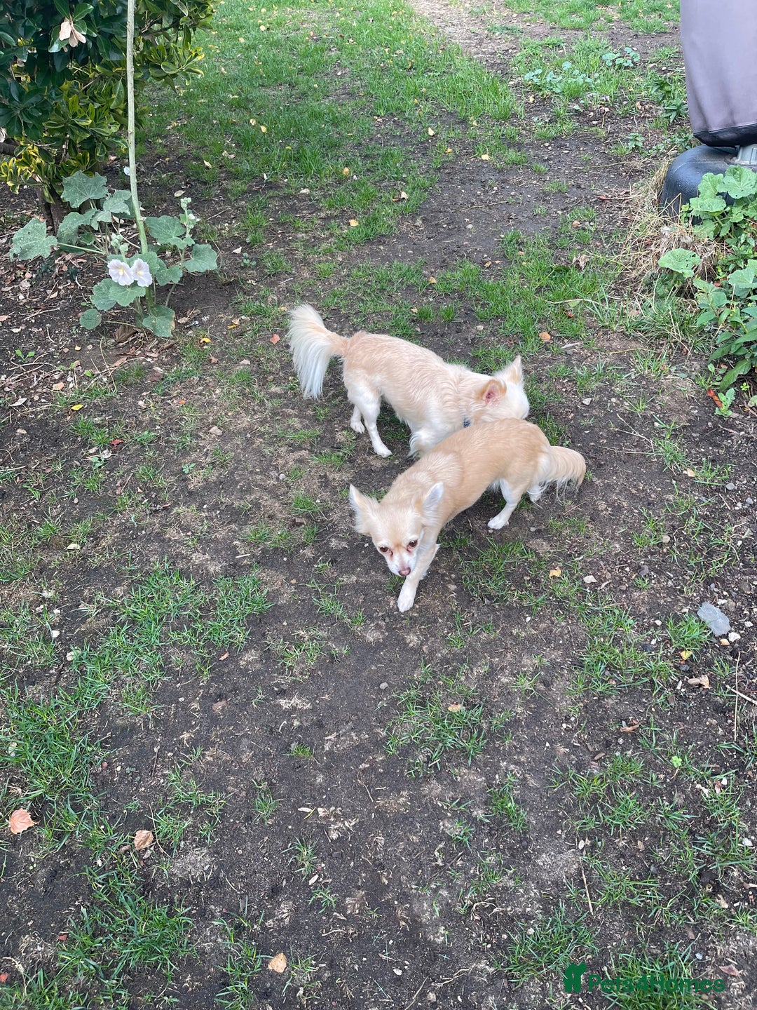 Chihuahua dogs for sale: 6 month old lovable puppy - Image 1