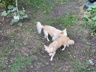 Chihuahua dogs - Advert 22