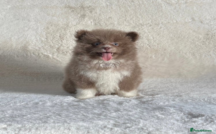 Pomsky dogs - Advert 2
