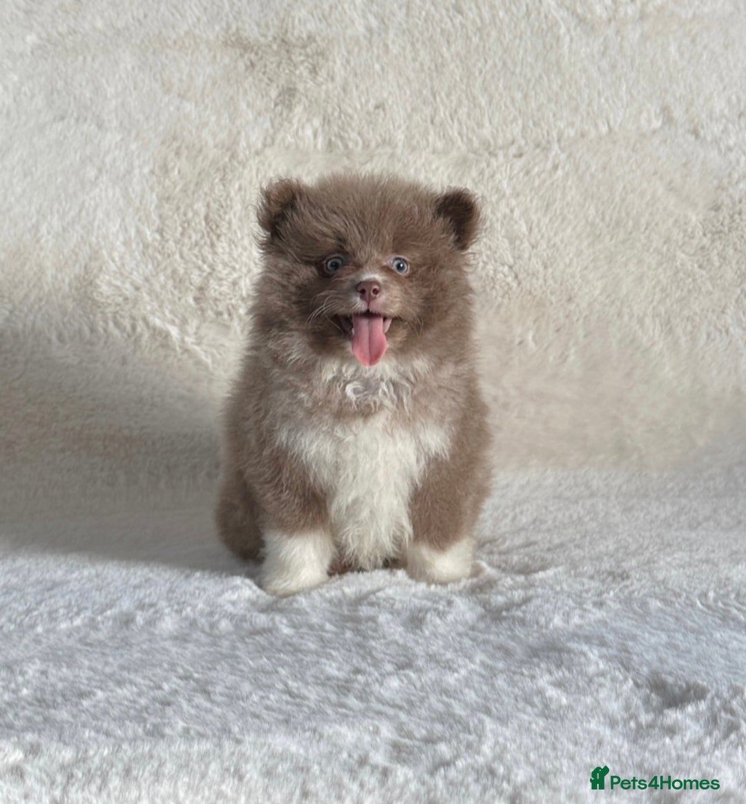 Pomsky dogs for sale: Tiny toysize Lilac Male Pomsky puppy for sale  - Image 1