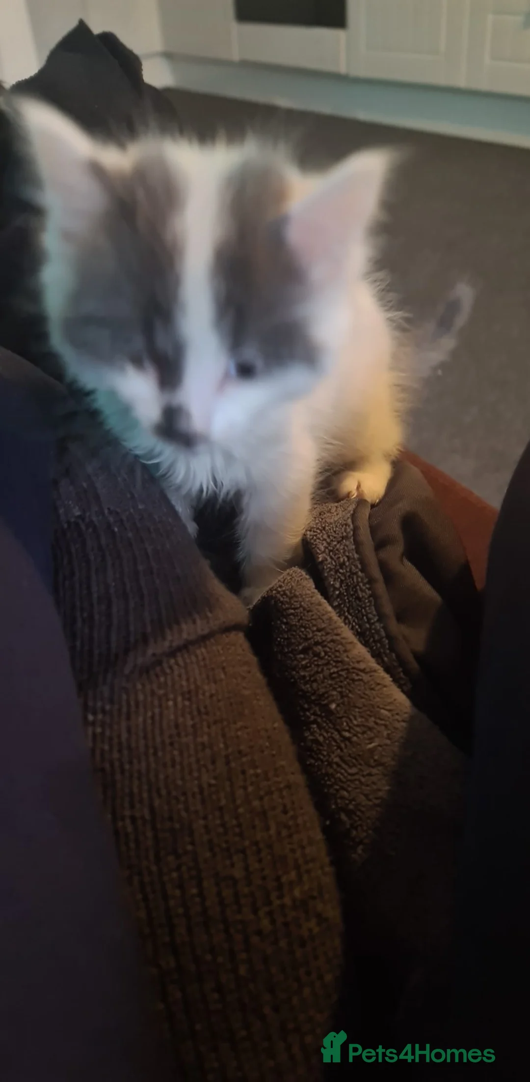 Siberian cats for sale: Kittens - Advert 21