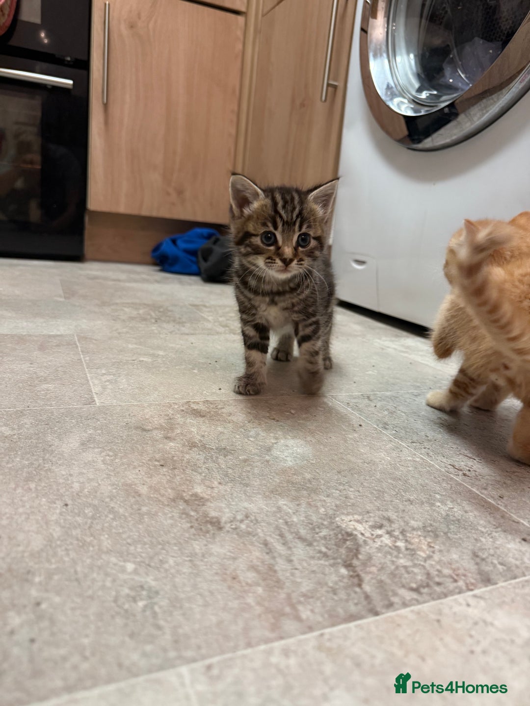 British Shorthair cats for sale: Gorgeous kittens  - Advert 14