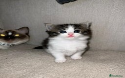 Ragdoll cats for sale: Ragdoll x Domestic Shorthair Cross Breed! - Image 4