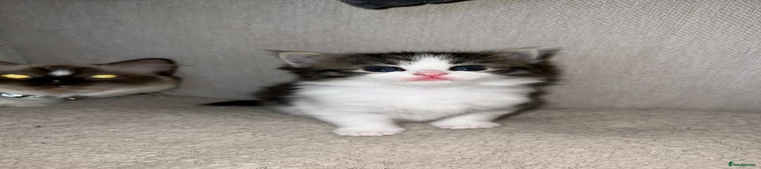 Ragdoll Kitten 3