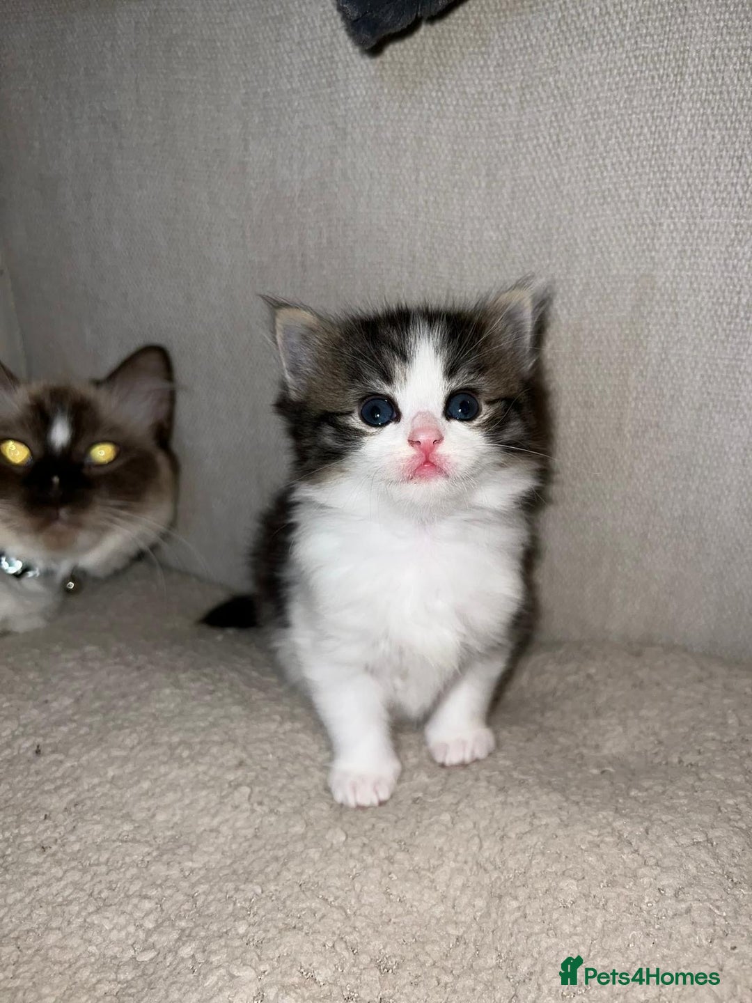 Ragdoll cats for sale: Ragdoll x Domestic Shorthair Cross Breed! - Image 4