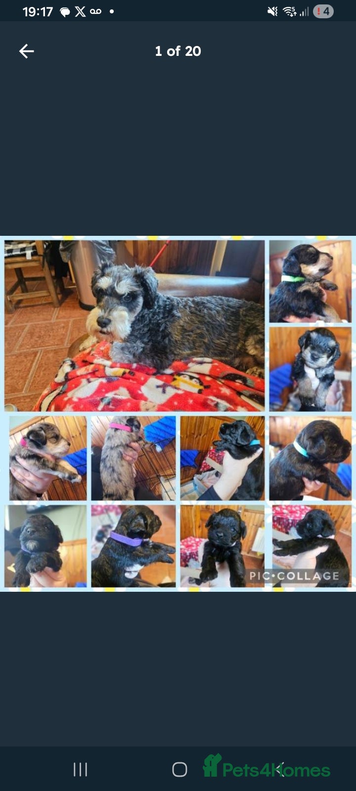 Schnoodle dogs Snchoodle pups - Advert 1