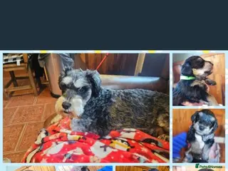 Schnoodle dogs Snchoodle pups - Advert 3