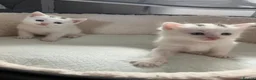 Turkish Angora cats for sale: White girl and black&white boy - Advert 15