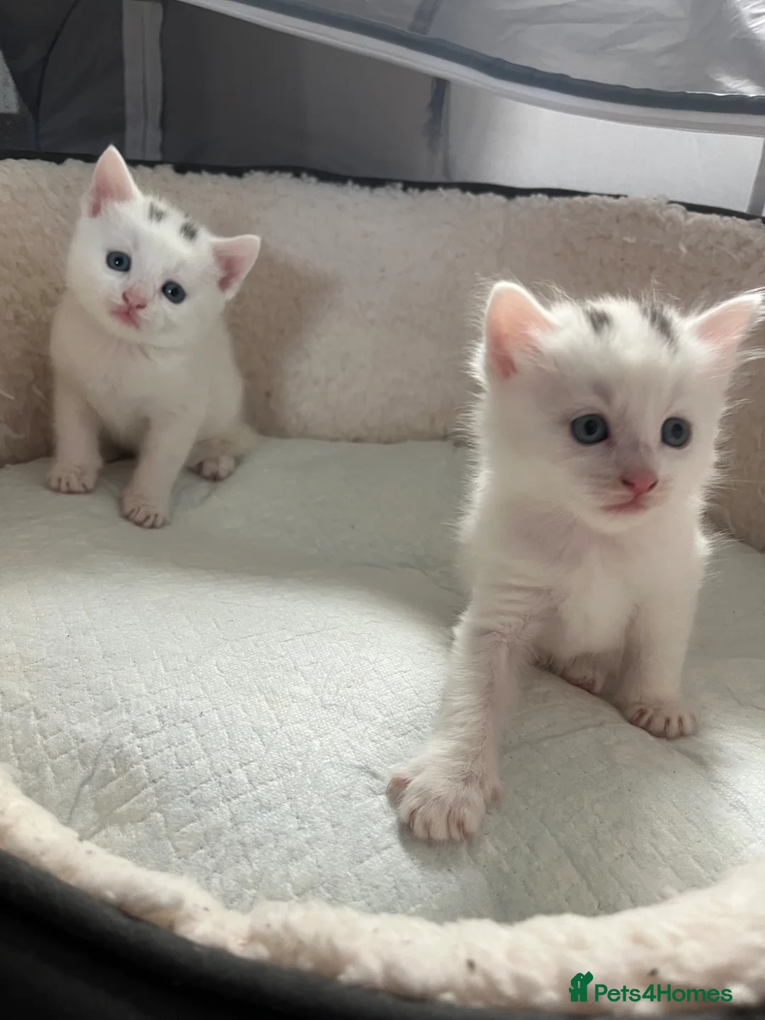 Turkish Angora cats for sale: Angora girl white kitten - perfect companion - Advert 2