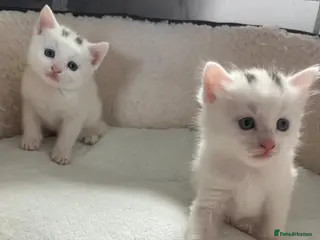Turkish Angora cats Angora girl white kitten - perfect companion - Advert 4