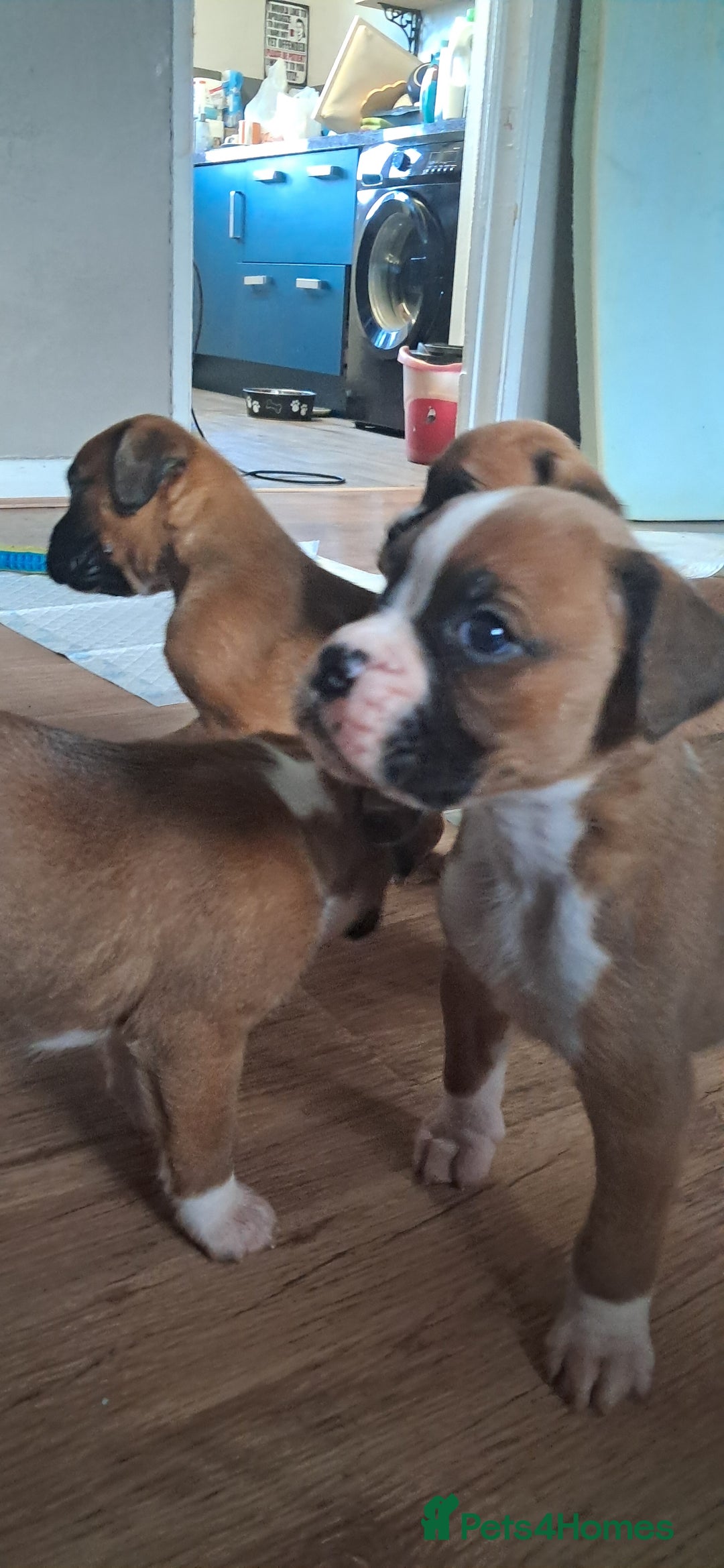 Boxer dogs for sale: Boxer babies ❤️ - Advert 5
