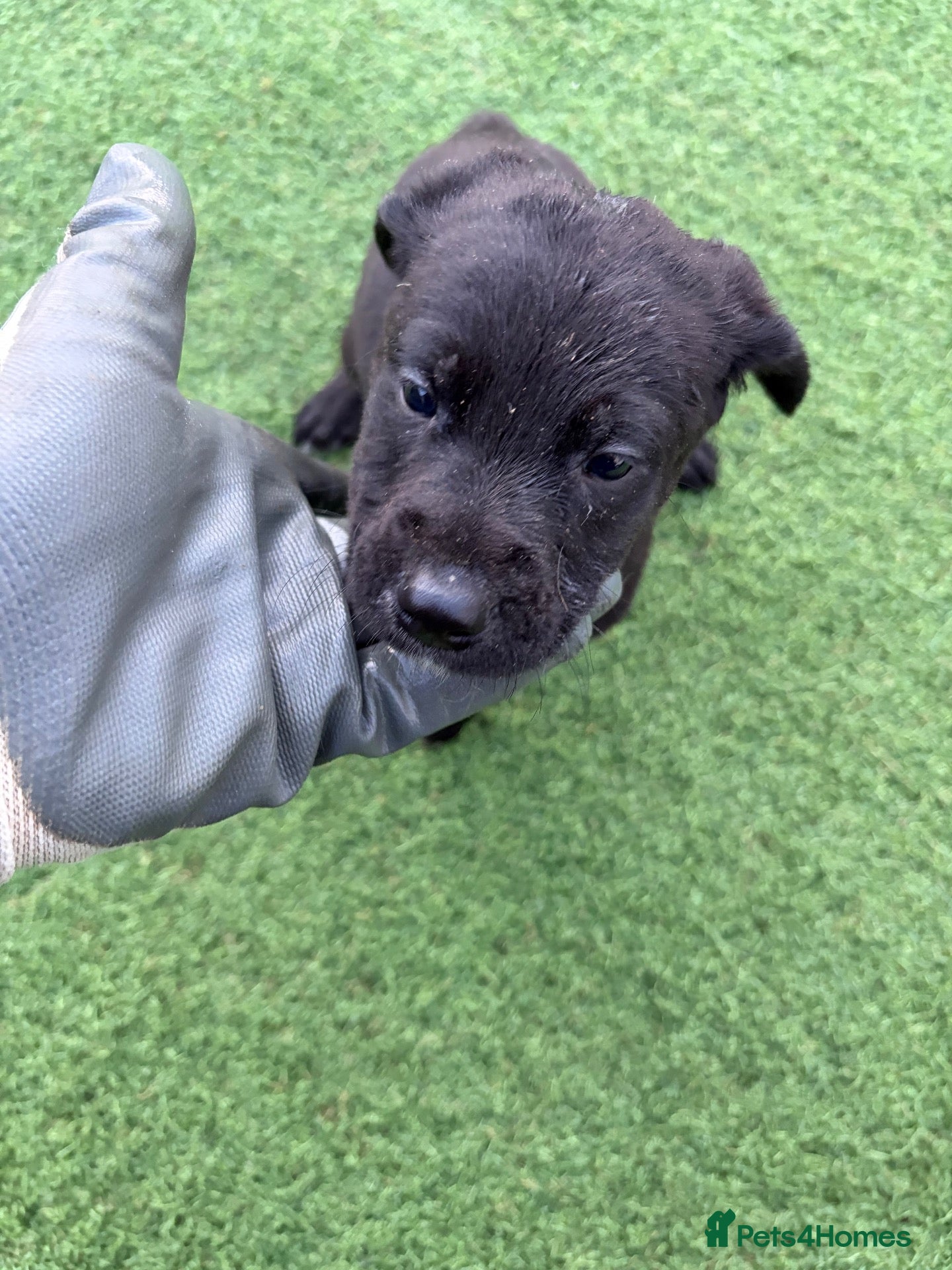Mixed Breed dogs for sale: Here we have our beautiful litter of puppies  - Advert 1
