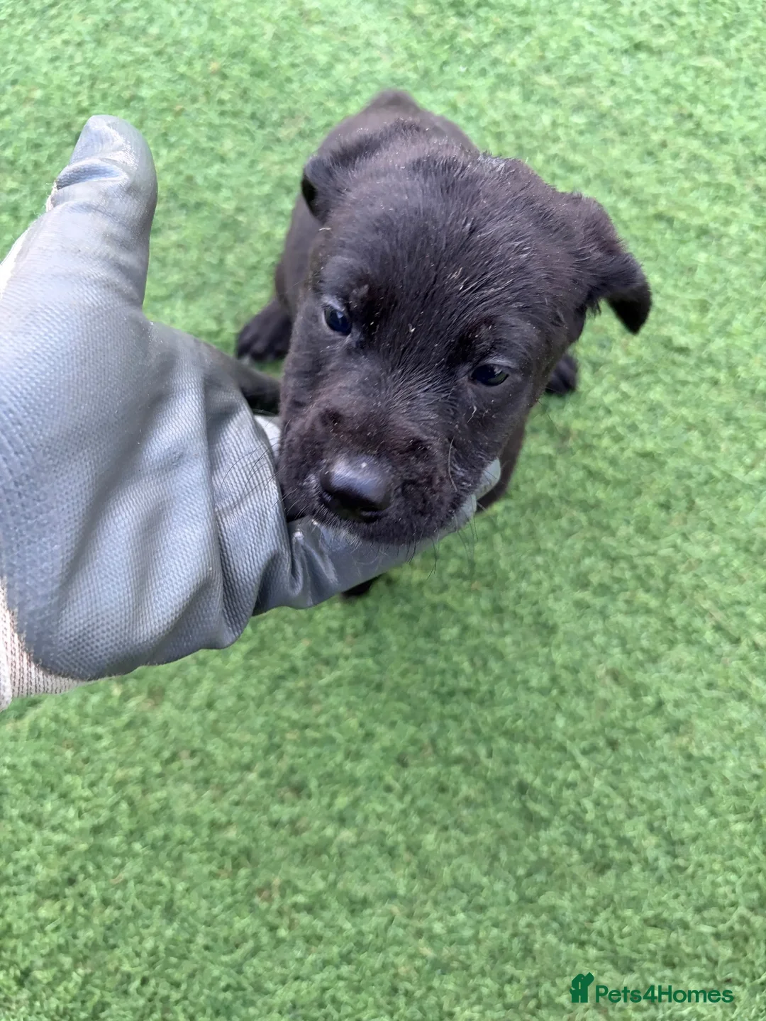 Mixed Breed dogs for sale: Here we have our beautiful litter of puppies  - Advert 1