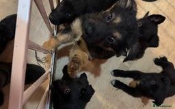 Mixed Breed dogs for sale: German shepherd x border collie - Image 2