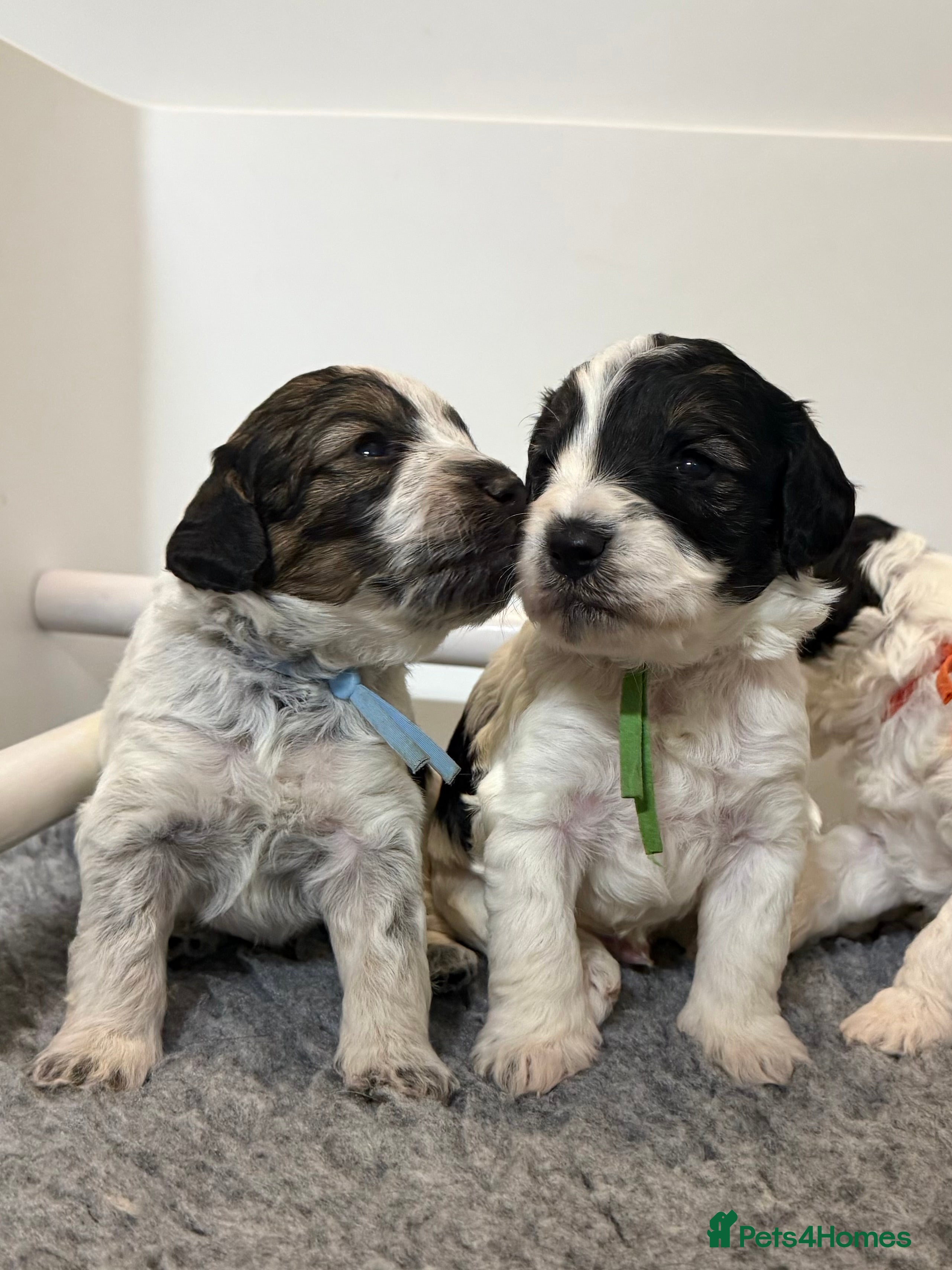 Mixed Breed dogs Miniature Parti Schnockerpoo Puppies  - Advert 14