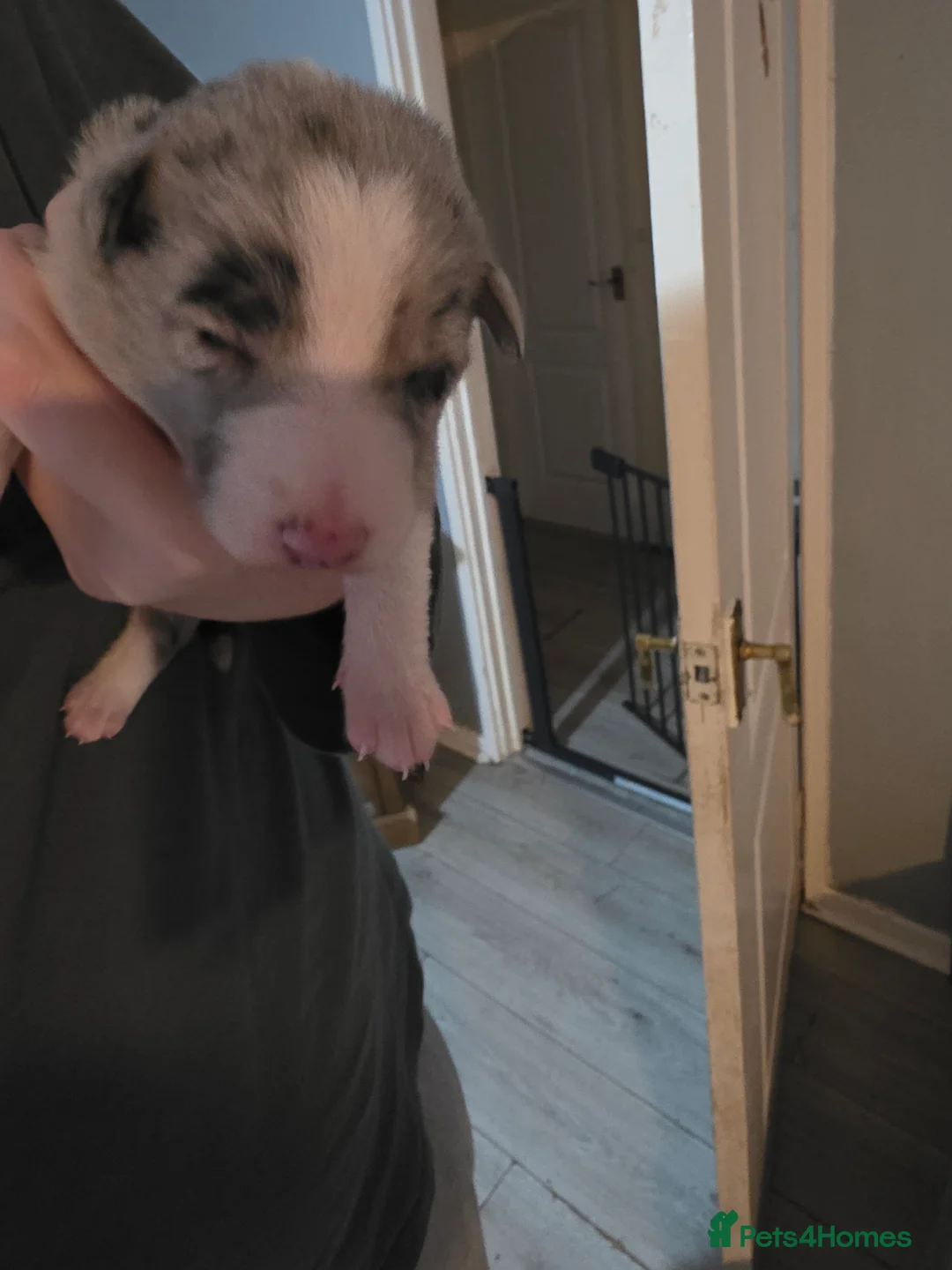 Mixed Breed dogs for sale: Gorgeous border collie cross puppies - Advert 4