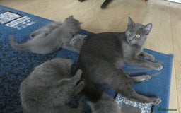 Russian Blue cats for sale: Pure Russian Blue Kittens, 3 girls, 1 boy - Image 14