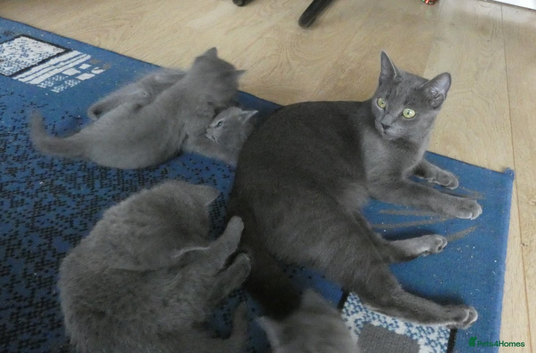 Russian Blue cats for sale: Pure Russian Blue Kittens, 3 girls, 1 boy - Image 14