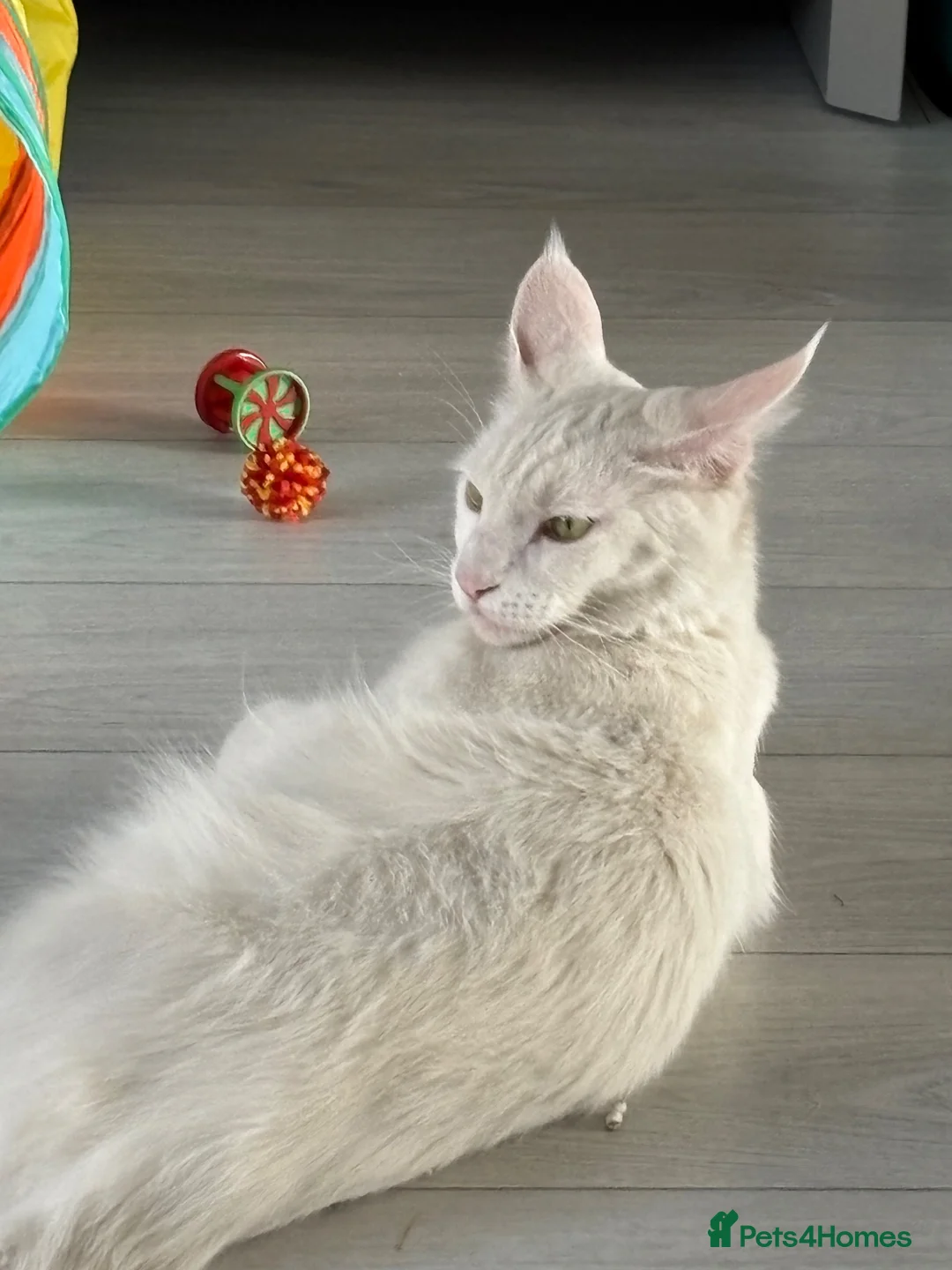 Mixed Breed cats for sale: Maine coon x bengal kittens - Advert 7