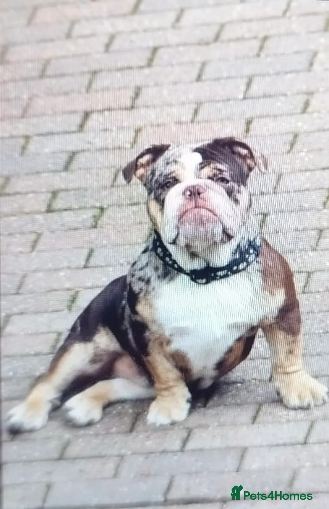 English Bulldog dogs for sale: English bulldog adult female - Advert 3