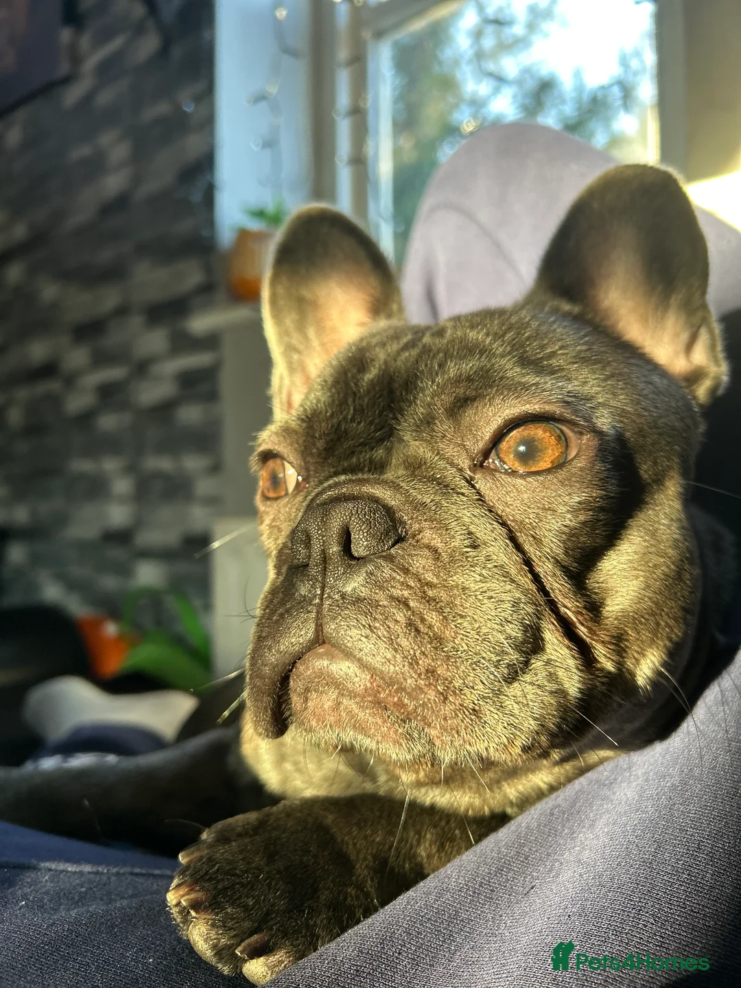 French Bulldog dogs for stud: Blue French Bulldog Stud Available – Aki 🐶💙 - Advert 3