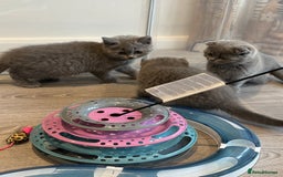 British Shorthair cats for sale: British Shorthair/Scottish Straight Blue Kittens  - Image 10