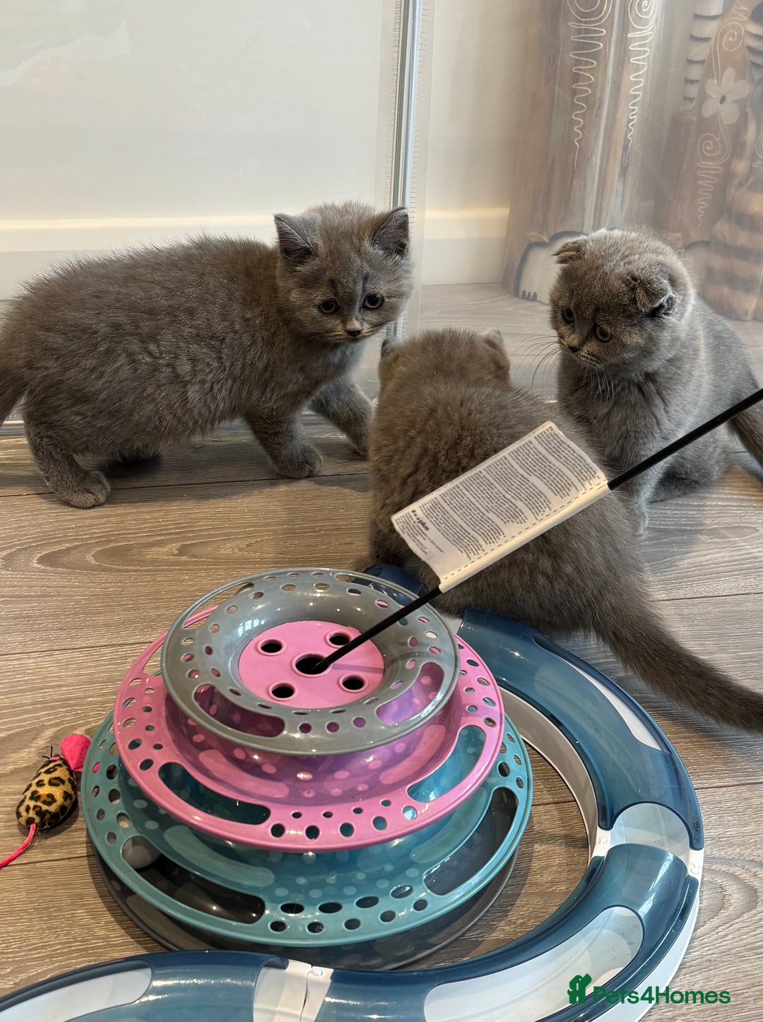 British Shorthair cats for sale: British Shorthair/Scottish Straight Blue Kittens  - Image 10