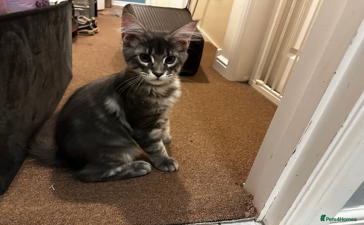 Maine Coon cats GCCF Maine Coon Kittens *1 Male left* - Advert 5