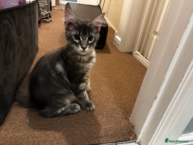 Maine Coon cats GCCF Maine Coon Kittens *1 Male left* - Advert 5