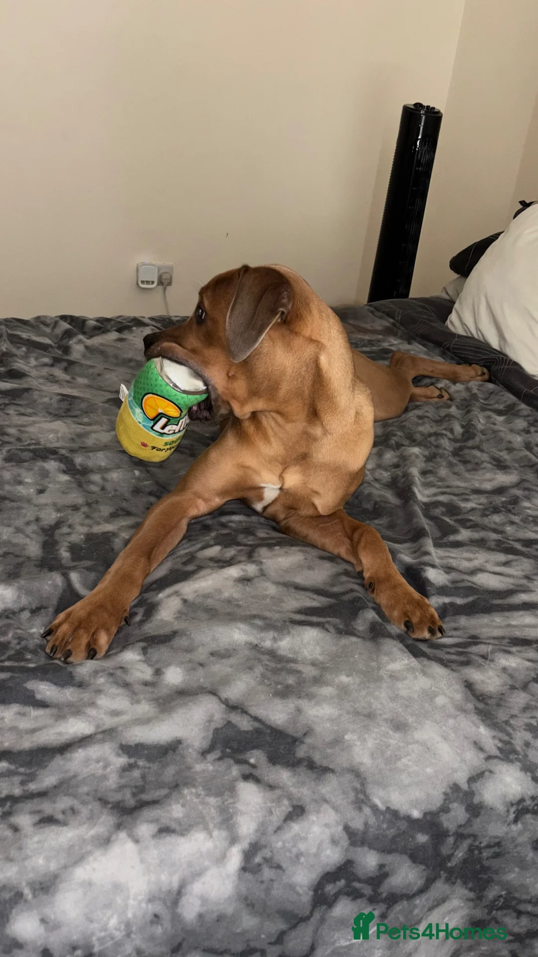 Mixed Breed dogs for sale: Oscar  in Rotherham - Advert 2