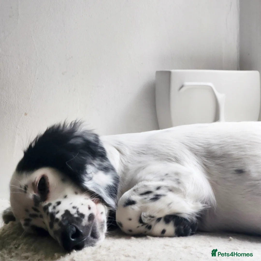 Dachshund dogs for sale:  **  sale of rear Dachshund Puppies  - Advert 14